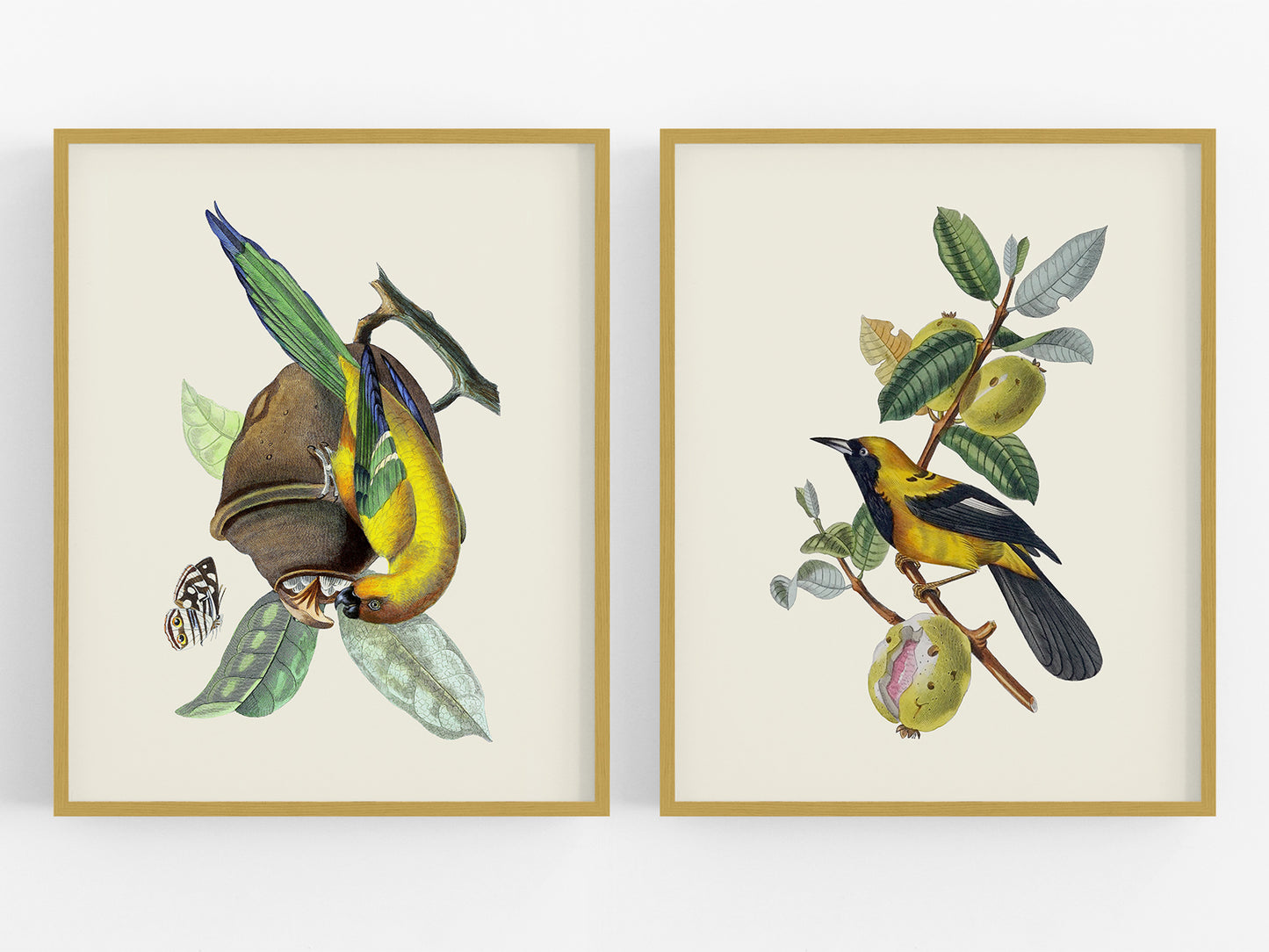 Colorful Tropical Bird Art Prints - Set of Two